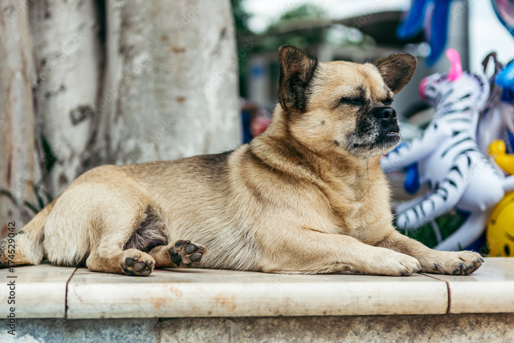 Obraz premium A lovely golden retriever
