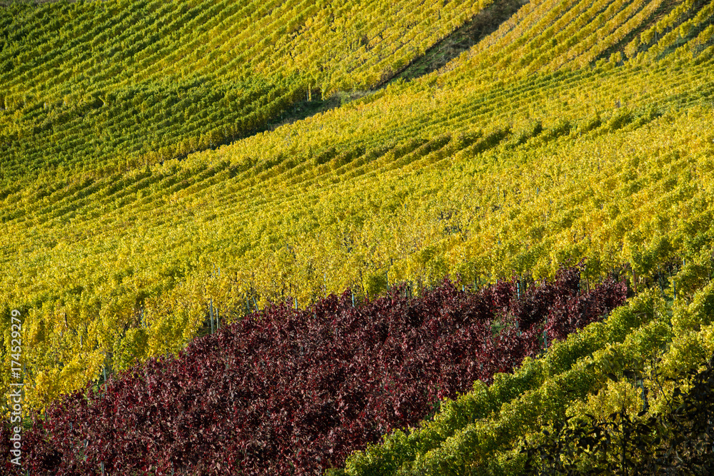Weinberge in der Pfalz im Herbst Weinberge in der Pfalz im Herbst