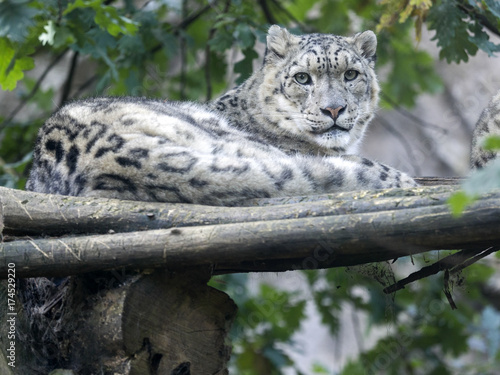 Snow leopard, Uncia ucia, hidden in branches