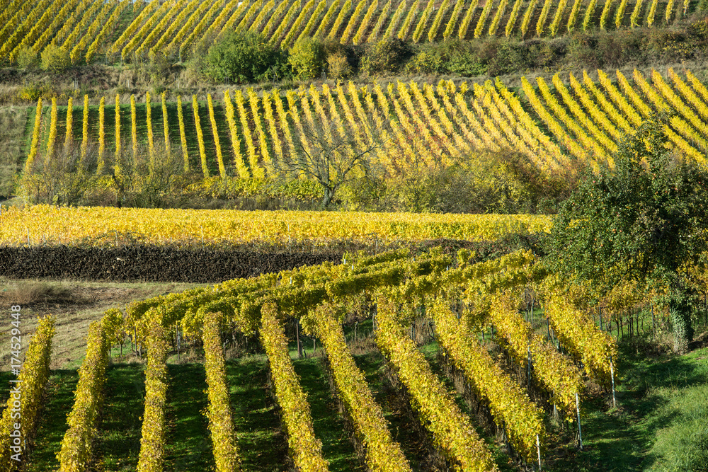 Fototapeta premium Weinberge in der Pfalz im Herbst