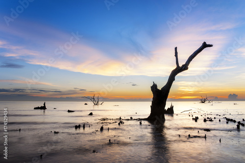Dead mangrove tree along Kelanang Beach during sunset