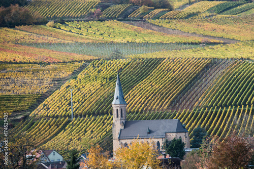 Weinberge in der Pfalz im Herbst photo