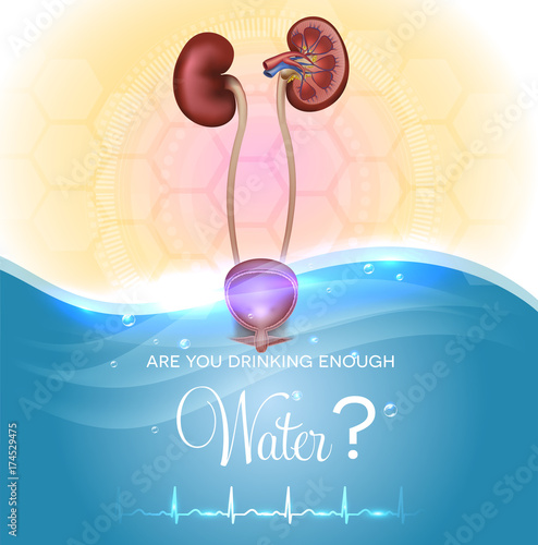 Health care poster. Are You drinking enough water? Water drinking affects urine color. Kidneys and urinary bladder detailed anatomy. Normal cardiogram at the bottom.