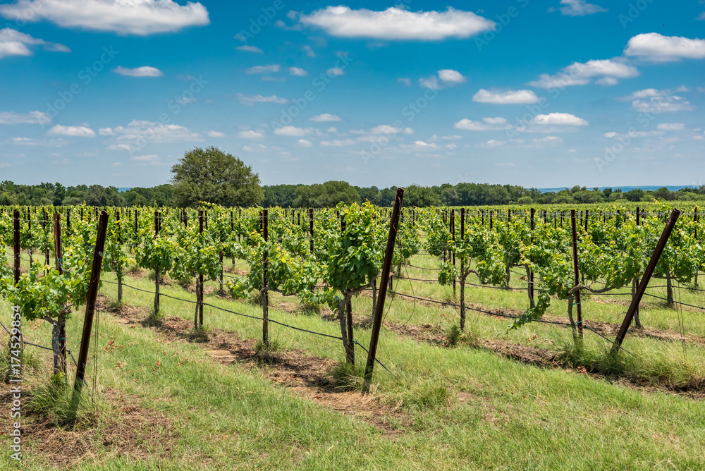 Wide angle view of landscape of vineyard