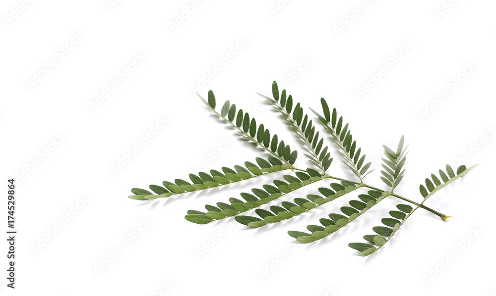 Acacia leaves with branch isolated on white background, top view Acacia leaves with branch isolated on white background, top view