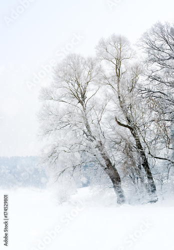 winterlandschaft schneebedeckte bäume im nebel
