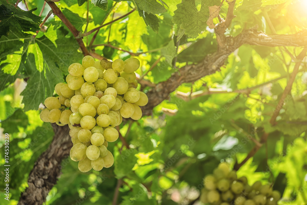 Vineyards at sunset in autumn harvest. Ripe grapes in fall. Vineyards at sunset in autumn harvest. Ripe grapes in fall.