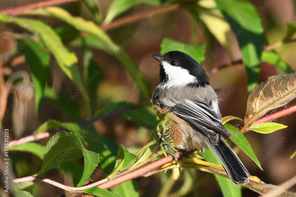 Obraz premium Black capped Chickadee perched on tree branch