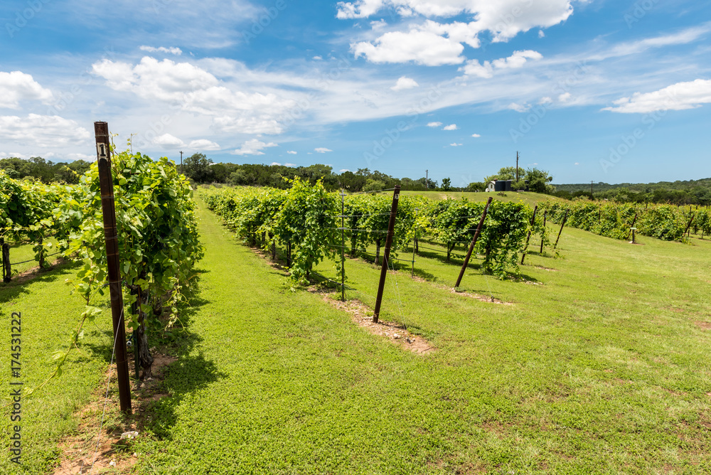 Rows of Grapevines  in Texas Hill Country