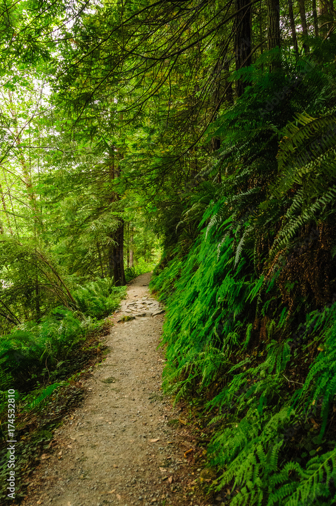 Redwood National Forest