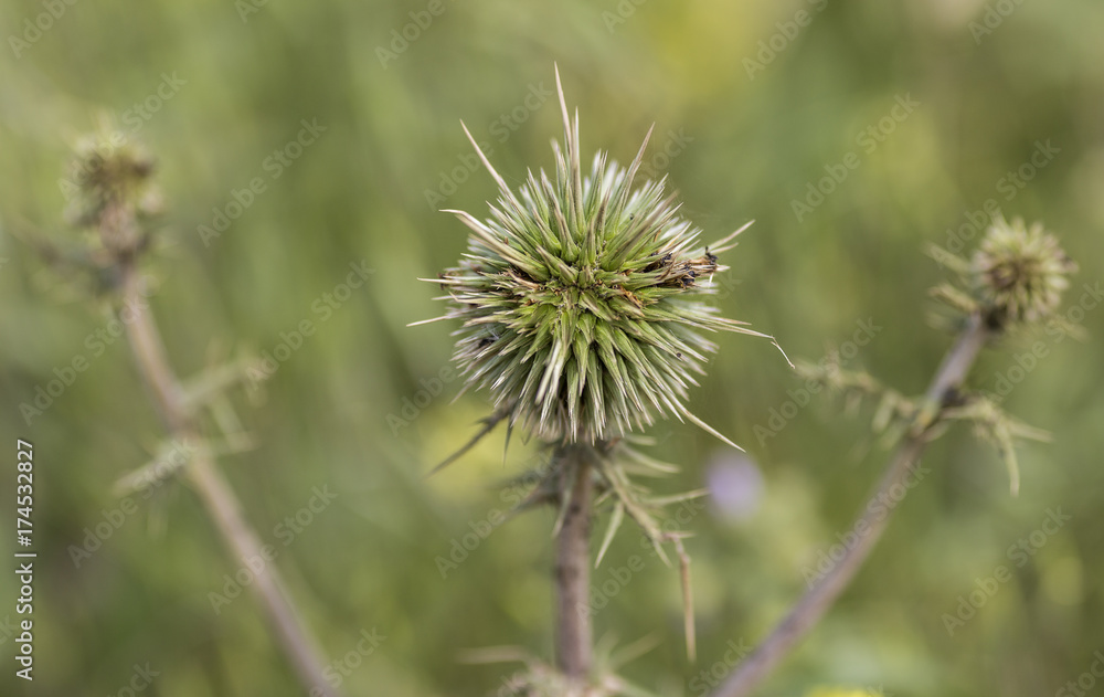 Perennial prickly plant