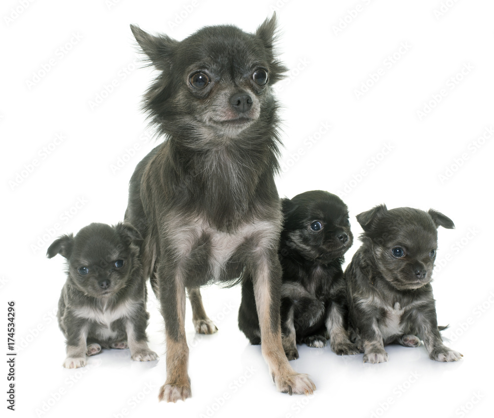 adult and puppies chihuahua