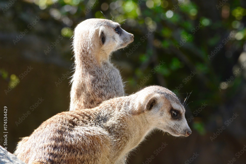 Fototapeta premium Meerkat Pair