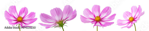 Cosmos flowers isolated on white.