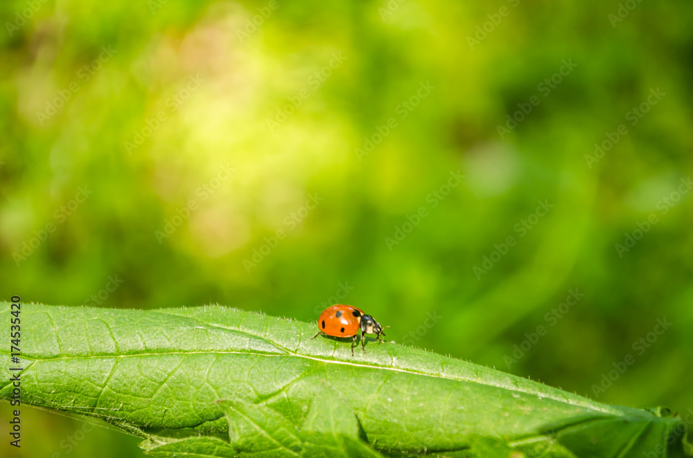 Naklejka premium Ladybug on green grass