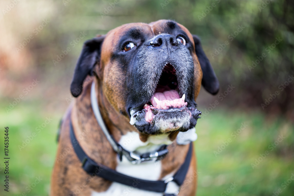Portrait of a big boxer dog with a funny facial expression.