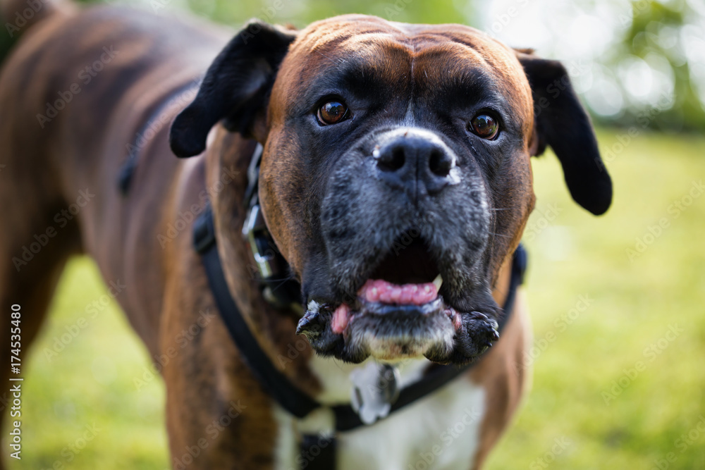 Portrait of a big boxer dog with a funny facial expression.