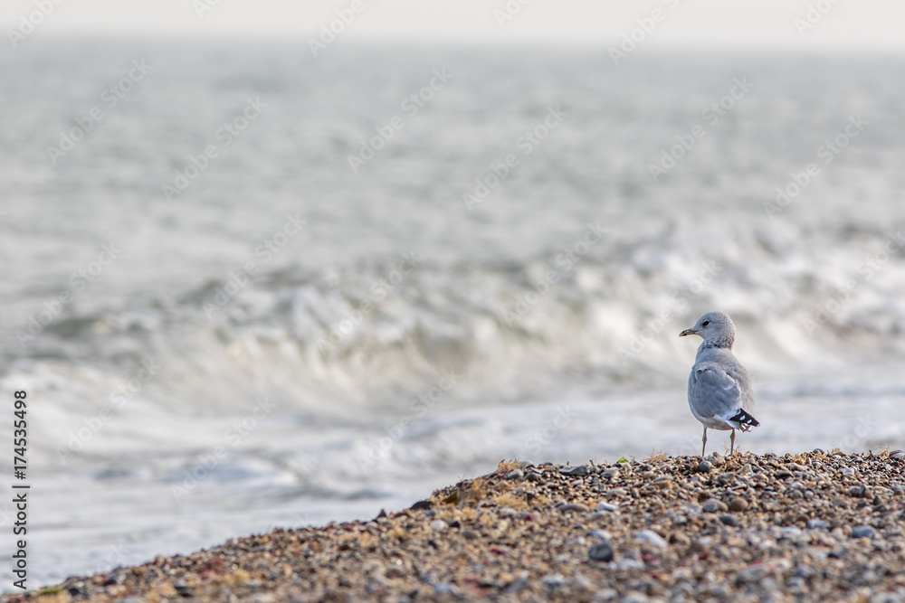 Solitary sea bird. Gull standing on the beach looking out across the ocean Solitary sea bird. Gull standing on the beach looking out across the ocean
