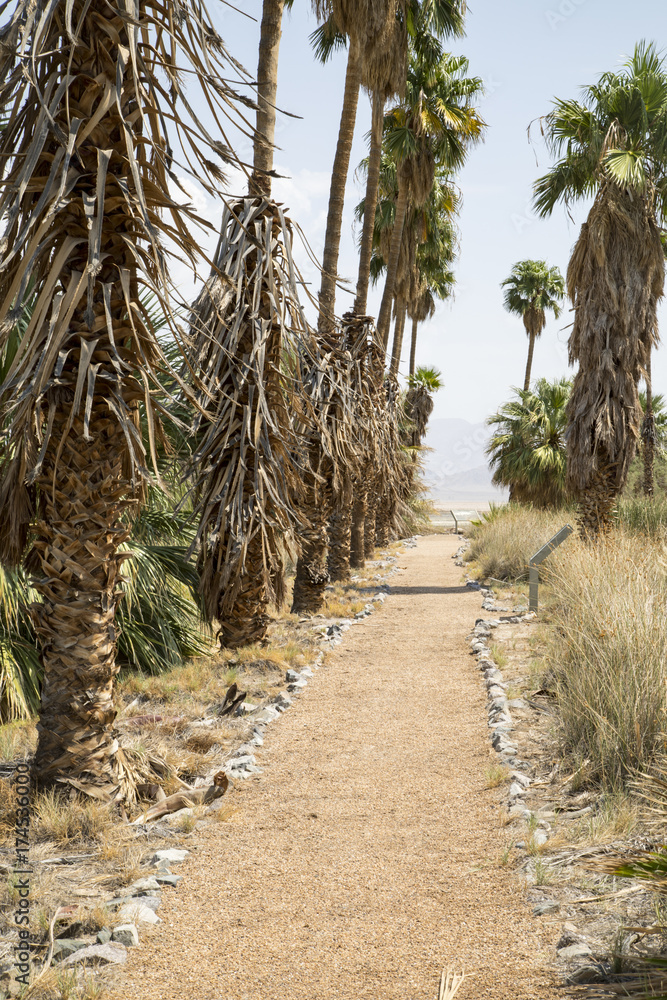 A path lined with palm trees in the California desert