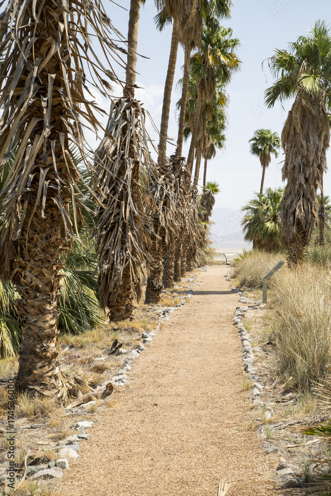 A path lined with palm trees in the California desert A path lined with palm trees in the California desert