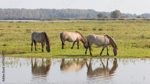 Grazing Konik horses © michaklootwijk