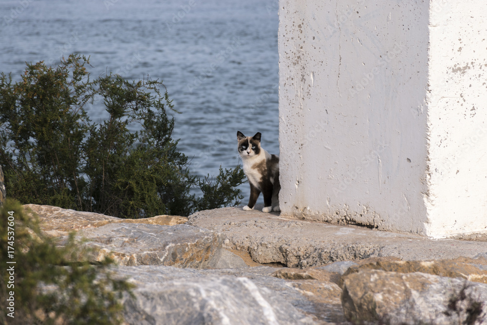 Surprised cat strolling by sea port