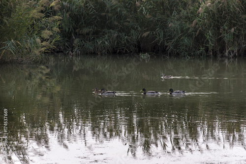 Ducks navigating the lagoon. Natural Park El Hondo