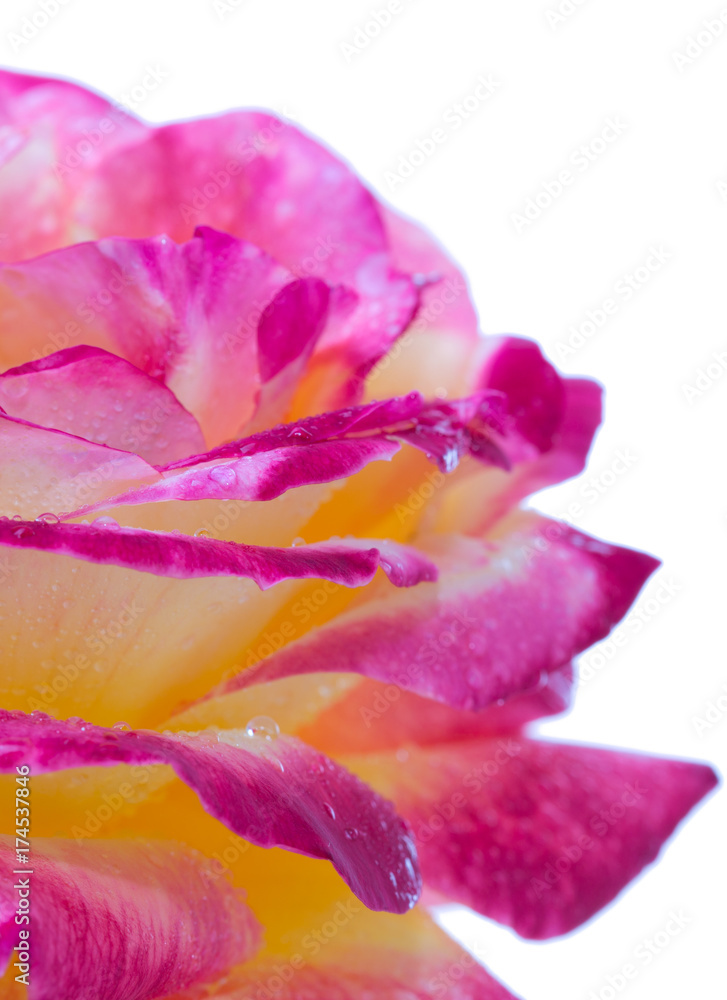 Pink rose closeup isolated on white background.