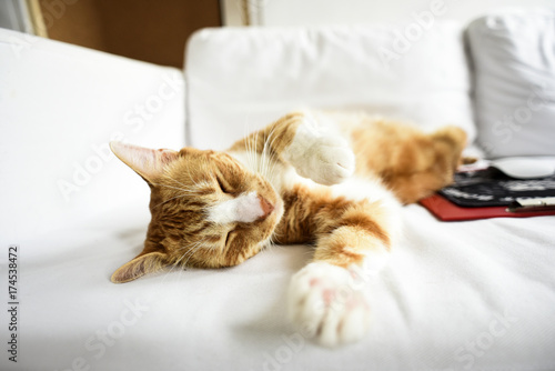 Fototapeta Naklejka Na Ścianę i Meble -  A young cat sleeping on a couch at home, sweet and beautiful.