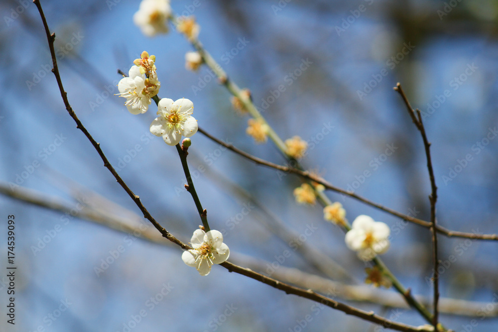 Closeup branch of white Wild Himalayan Cherry (Prunus cerasoides) in blue sky background Closeup branch of white Wild Himalayan Cherry (Prunus cerasoides) in blue sky background