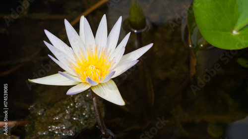 Water Lily with Lotus Leaf on Pond