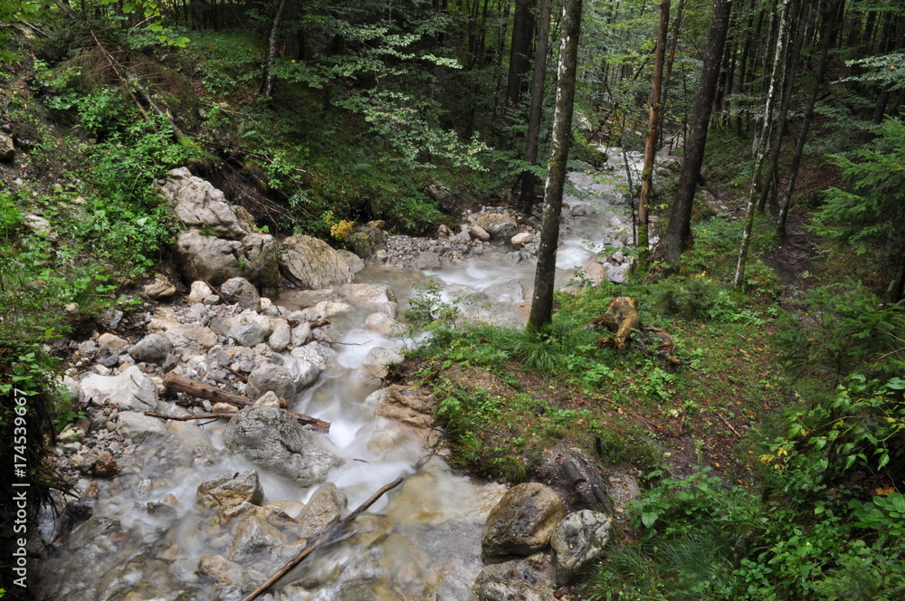 Bach im Wald Bach im Wald