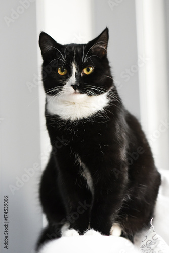 Young black cat sitting at home, sweet and beautiful.