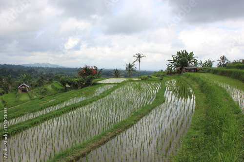 JATILUWIH 