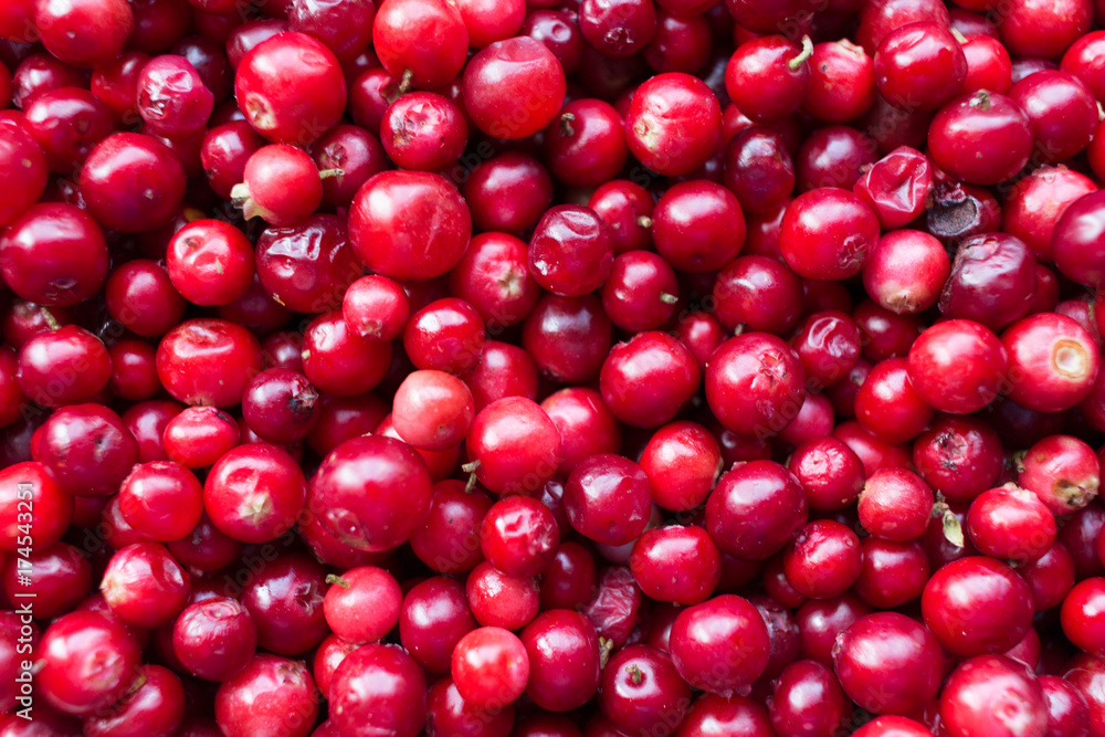 natural sweet burgundy red wallpaper of berry fresh cranberries cranberry close-up natural sweet burgundy red wallpaper of berry fresh cranberries cranberry close-up