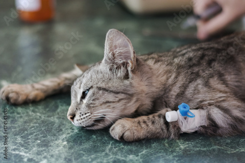 A sick cat to the Veterinary Clinic under anesthesia for surgery
