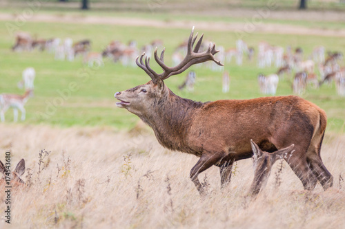 Obraz na plátně Red Deer