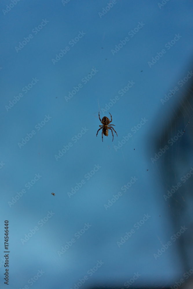 big spider in net with prey close up at evening night building in the background blue hour macro big spider in net with prey close up at evening night building in the background blue hour macro