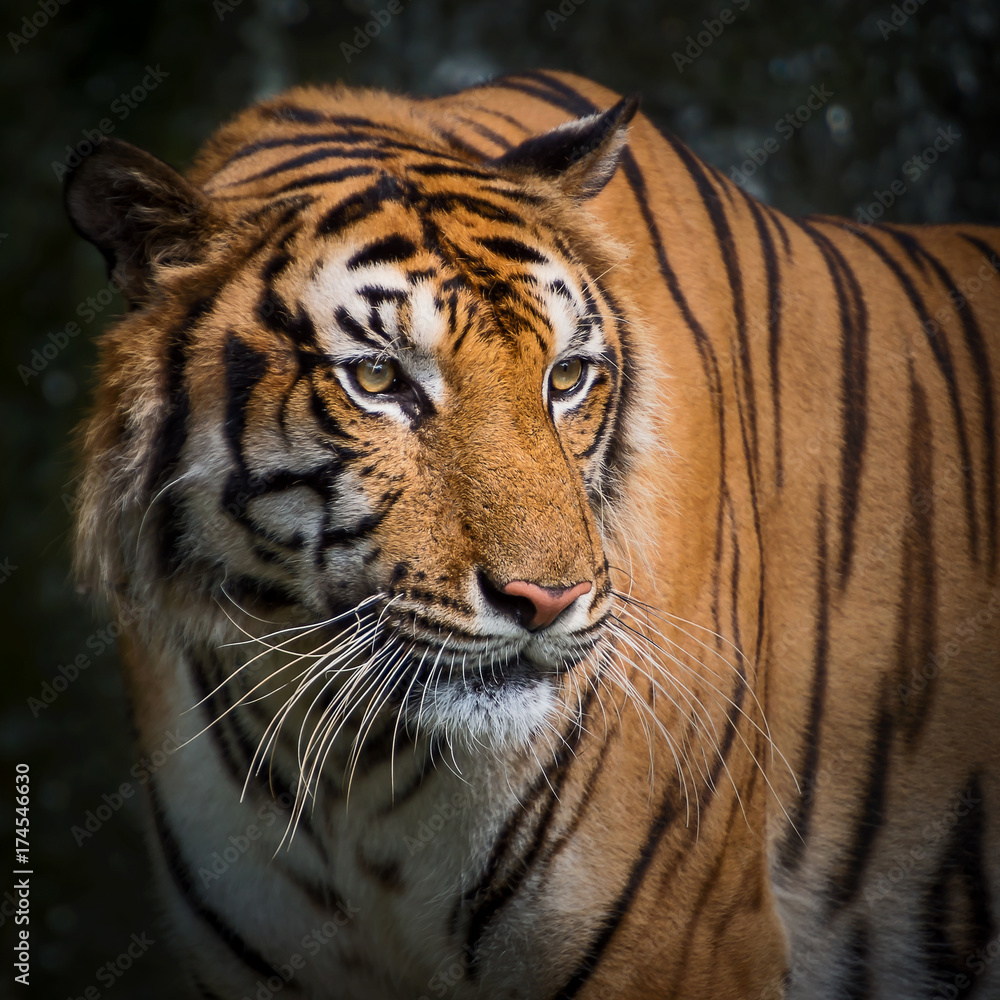 Close up tiger. Close up tiger.