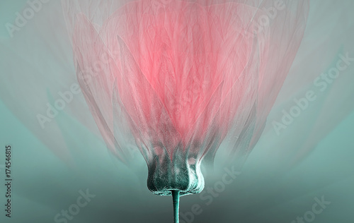 single dreamy surreal red flower 