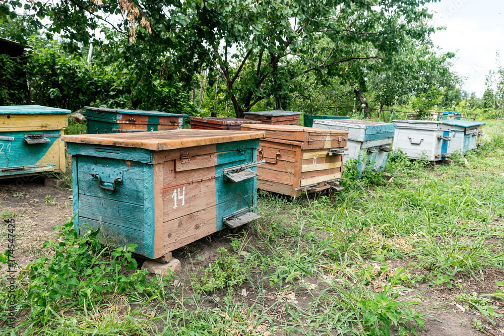 Beehive - the house of bees in the bosom of nature. Work beekeeper. Healing product of beekeeping. May, flower honey. Beehive - the house of bees in the bosom of nature. Work beekeeper. Healing product of beekeeping. May, flower honey.