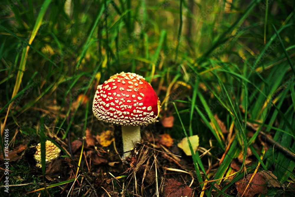 Amanita muscaria in grass in forest Amanita muscaria in grass in forest