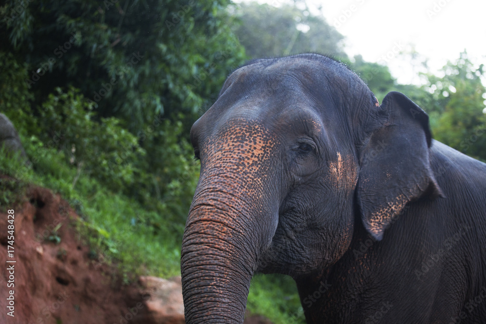Obraz premium Thailand elephant and young monkey series 