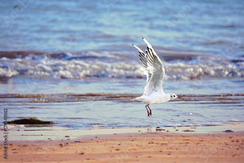 Ile-de-Ré, Mövenflug