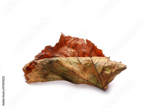 yellow autumn vine leaf  isolated on white background