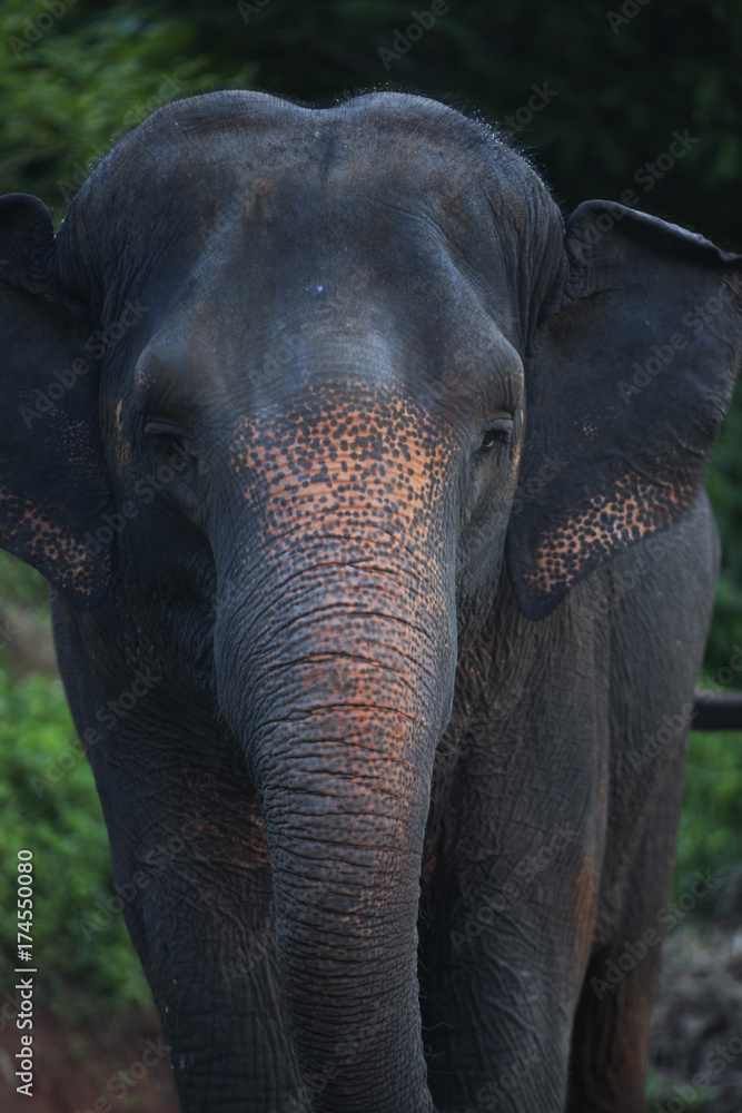 Fototapeta premium Thailand elephant