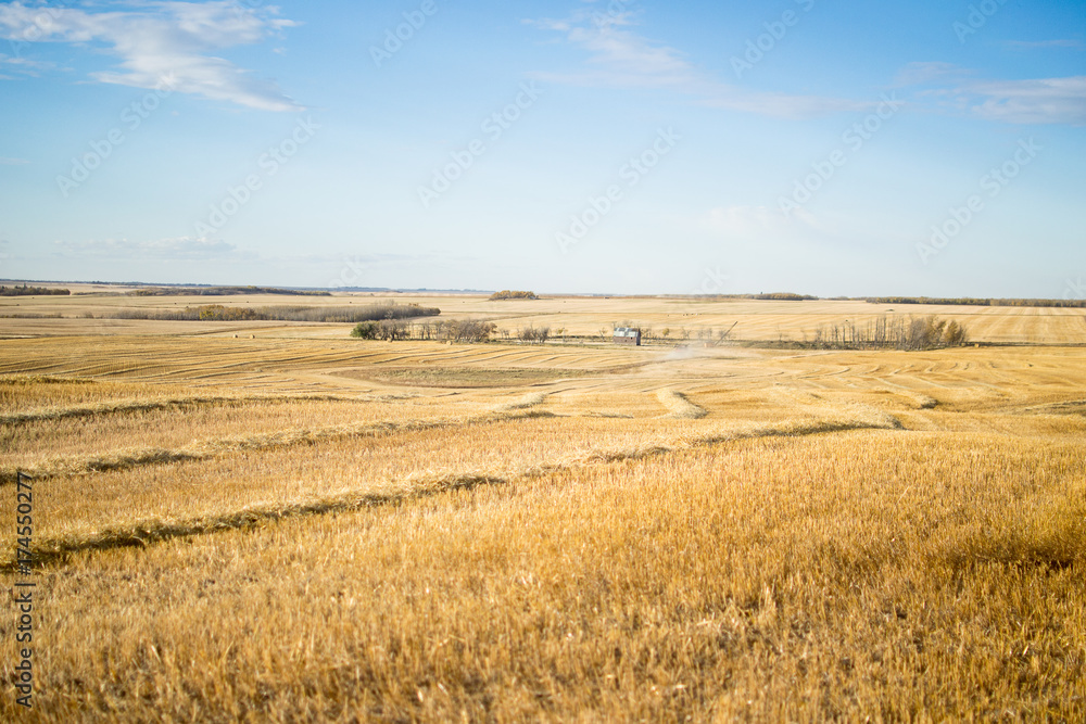 Field of Wheat at Harvest 