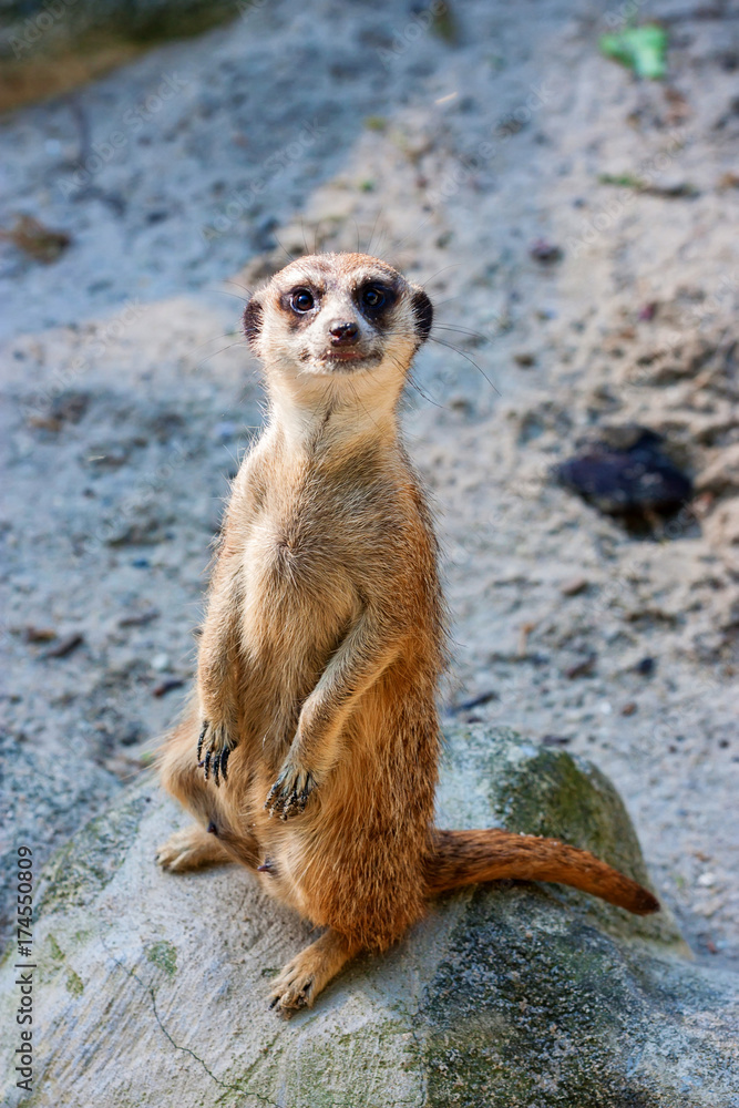 Fototapeta premium Meerkat or Suricata Suricatta
