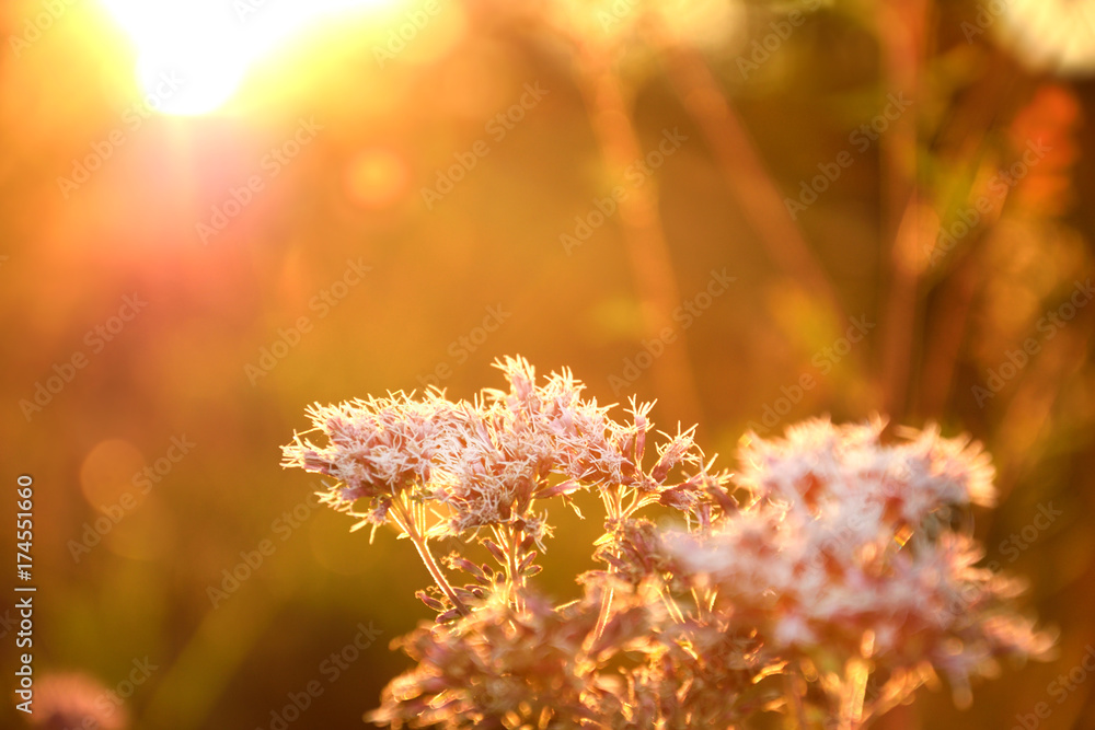 wild meadow pink flowers on morning sunlight background. Autumn field background wild meadow pink flowers on morning sunlight background. Autumn field background