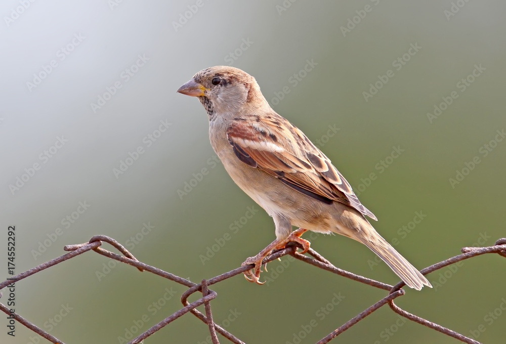 Fototapeta premium Male house sparrow sits on fence close up.